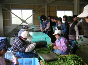 「ほうれん草」と「シクラメン」