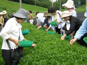 「大和茶」と「バラ」