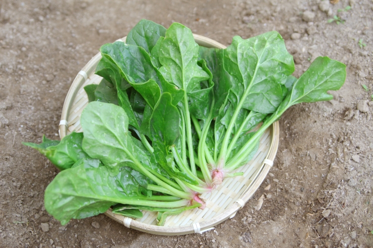 ほうれん草[写真]